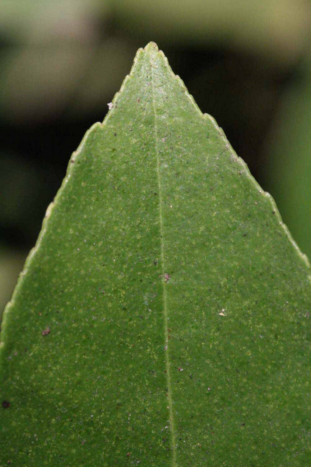              Margin (Riverside, CA)       